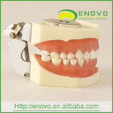 EN-L1 Removable Dental Soft Gingival Teeth Model for Phantom Head